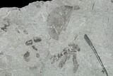Fossil Fern (Neuropteris & Macroneuropteris) Plate - Kentucky #158733-2